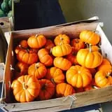 Beechwood Farms photo