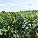 Beechwood Farms photo