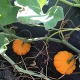 Beechwood Farms photo