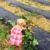 Beechwood Farms photo