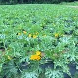 Beechwood Farms photo