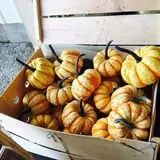 Beechwood Farms photo