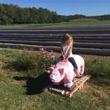 Beechwood Farms photo