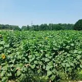 Beechwood Farms photo