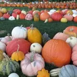 Ford Farm Market photo