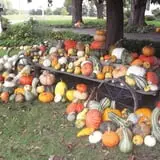 Ford Farm Market photo