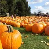 Ford Farm Market photo