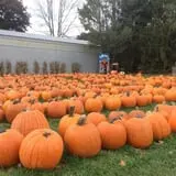 Ford Farm Market photo