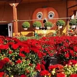 Didier Farms Pumpkinfest photo