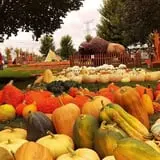 Didier Farms Pumpkinfest photo