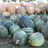 Didier Farms Pumpkinfest photo