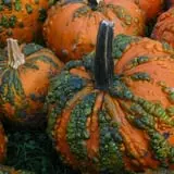 Didier Farms Pumpkinfest photo
