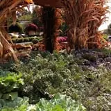 Didier Farms Pumpkinfest photo