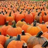 Didier Farms Pumpkinfest photo