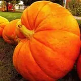 Didier Farms Pumpkinfest photo