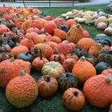Didier Farms Pumpkinfest photo