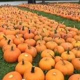 Didier Farms Pumpkinfest photo