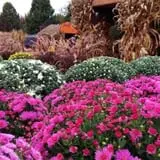 Didier Farms Pumpkinfest photo