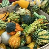 Didier Farms Pumpkinfest photo