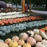 Didier Farms Pumpkinfest photo