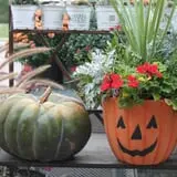 Didier Farms Pumpkinfest photo