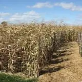 Didier Farms Pumpkinfest photo