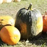 Didier Farms Pumpkinfest photo