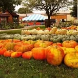 Didier Farms Pumpkinfest photo