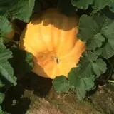 Relleke Pumpkin Patch photo
