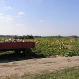Relleke Pumpkin Patch photo