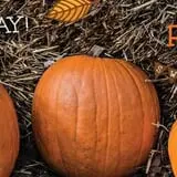 Relleke Pumpkin Patch photo