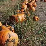 Relleke Pumpkin Patch photo