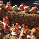 Relleke Pumpkin Patch photo