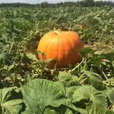 Relleke Pumpkin Patch photo