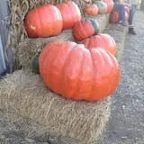 Relleke Pumpkin Patch photo