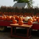 Relleke Pumpkin Patch photo