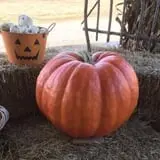 Relleke Pumpkin Patch photo