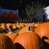 Obstbaum Orchards & Cider Mill photo
