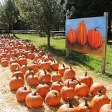 Obstbaum Orchards & Cider Mill photo