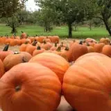 Obstbaum Orchards & Cider Mill photo