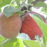 Obstbaum Orchards & Cider Mill photo