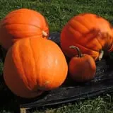 Obstbaum Orchards & Cider Mill photo