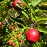 Apple Acres Farm photo