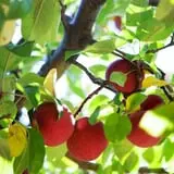 Apple Acres Farm photo