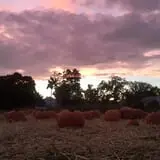 Crossroads Farm at Grossmann's photo