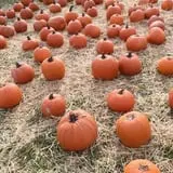 Crossroads Farm at Grossmann's photo