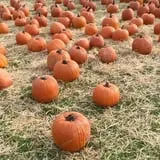 Crossroads Farm at Grossmann's photo