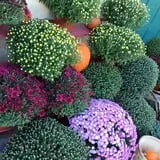 Crossroads Farm at Grossmann's photo