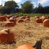 Crossroads Farm at Grossmann's photo