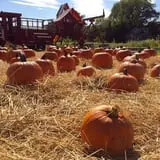Crossroads Farm at Grossmann's photo